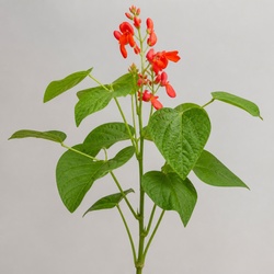 Scarlet Runner Bean Identification Guide
