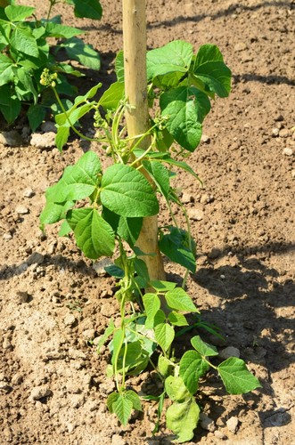 Scarlet Runner Bean
