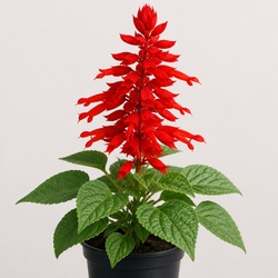 Scarlet Sage Identification Guide