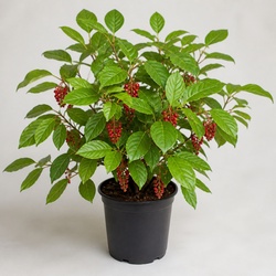 Schisandra Identification Guide