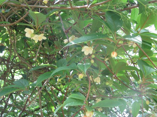 Schisandra