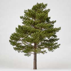 Scotch Pine Identification Guide