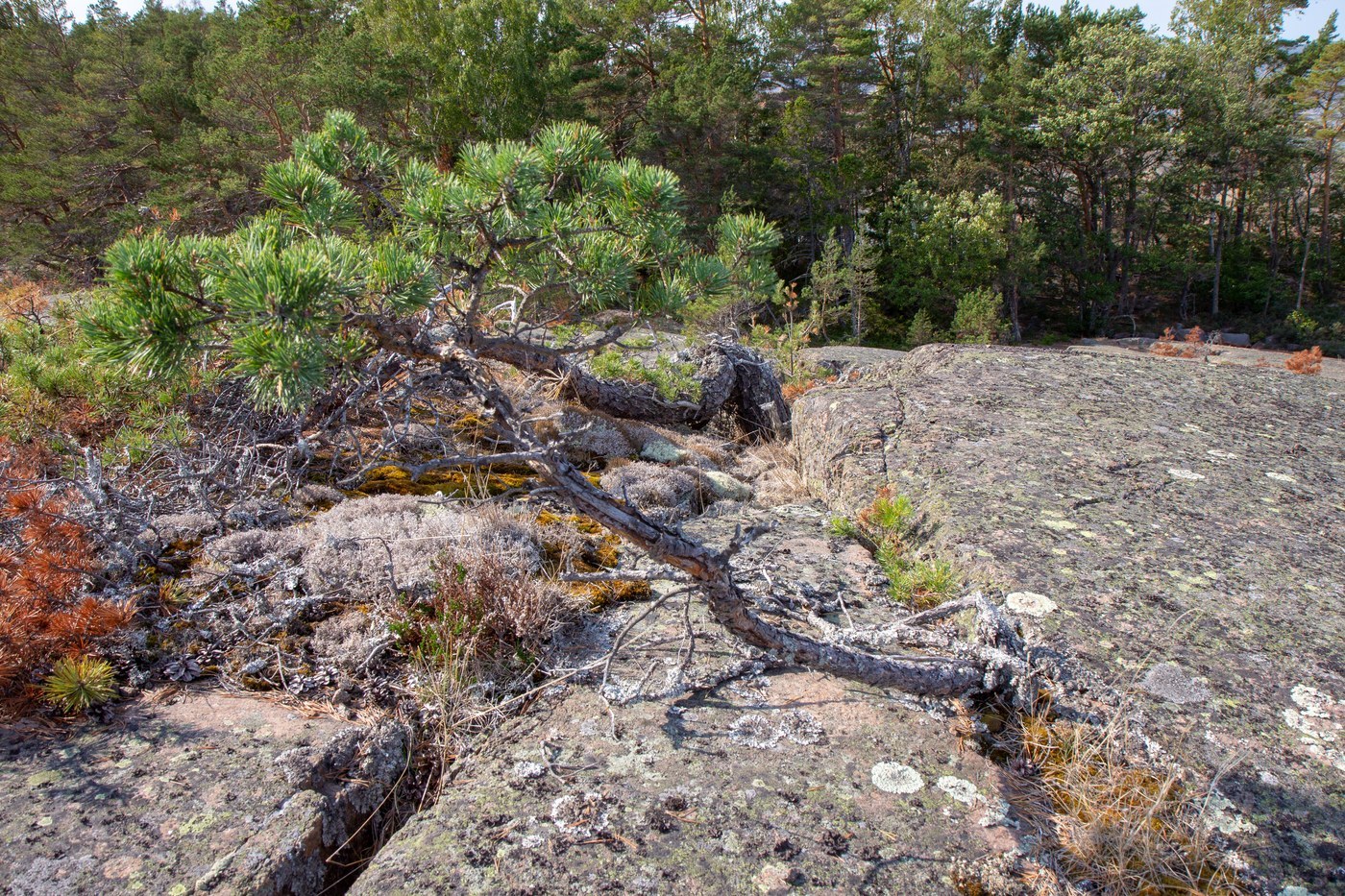 How to Care for Scotch Pine