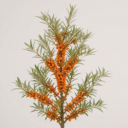 Sea Buckthorn Identification Guide