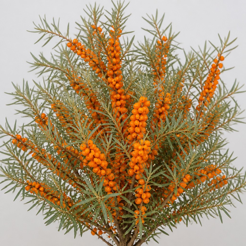 Sea Buckthorn