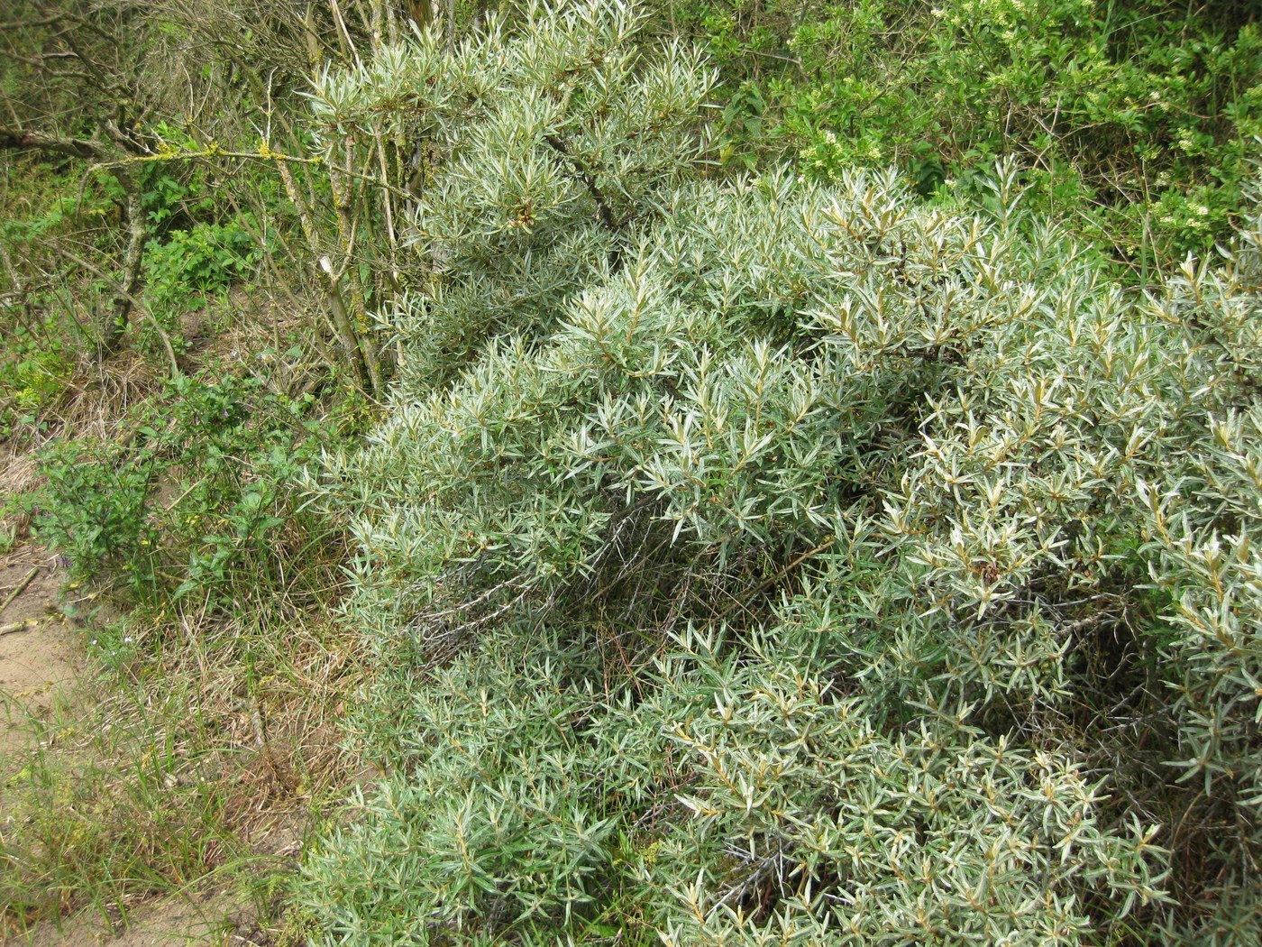 How to Care for Sea Buckthorn