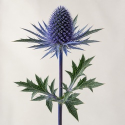 Sea Holly Identification Guide