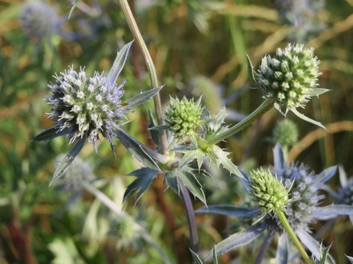 Sea Holly