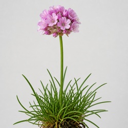 Sea Thrift Identification Guide