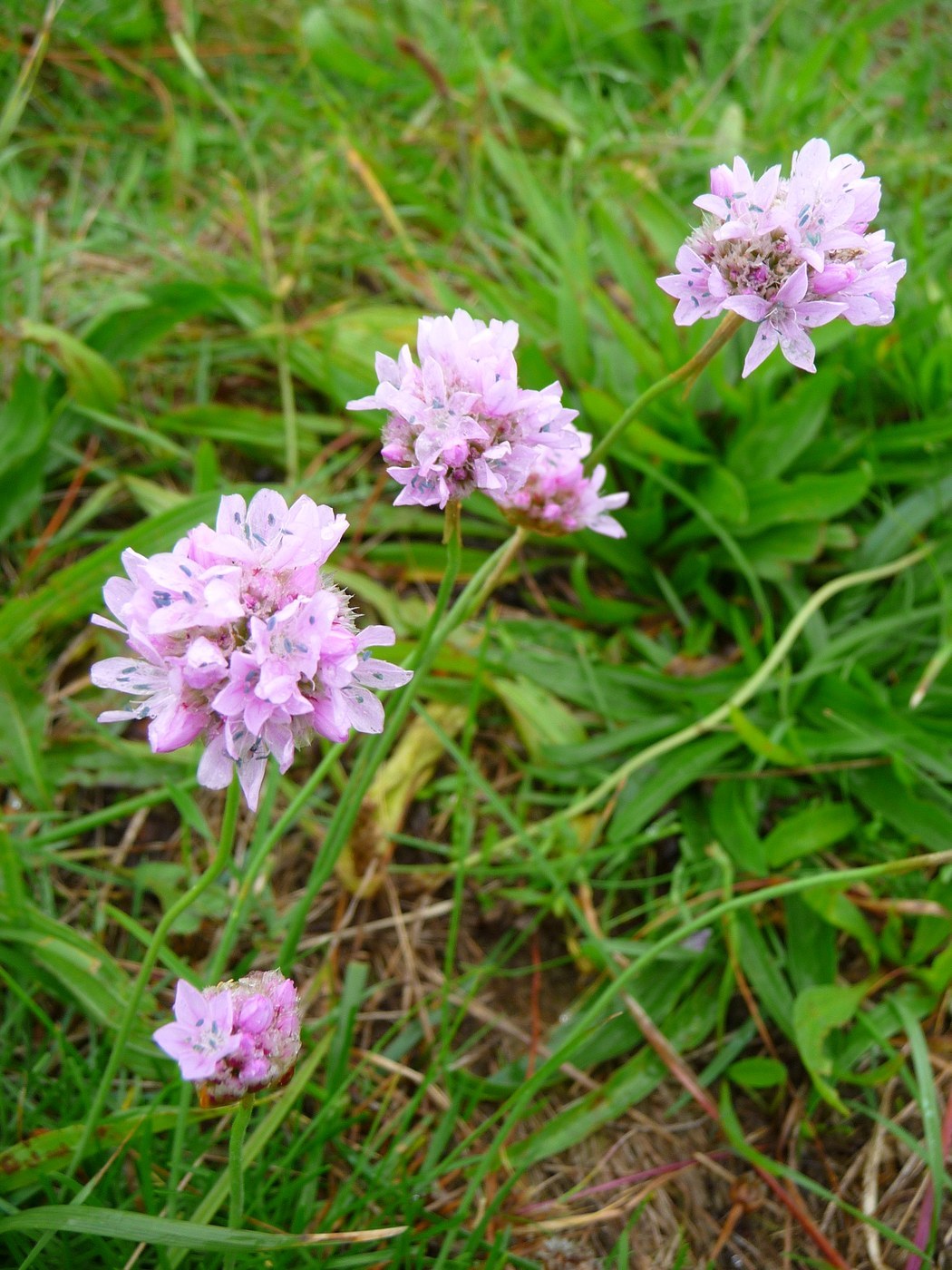 How to Care for Sea Thrift