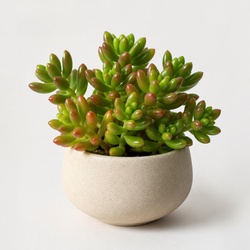 Sedum Identification Guide