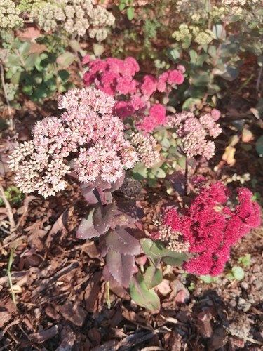 Sedum