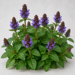 Self-Heal