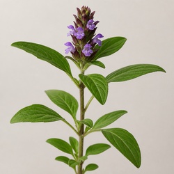 Self-Heal Identification Guide