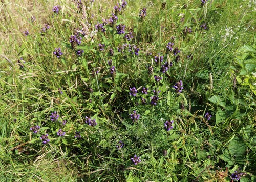 Self-Heal