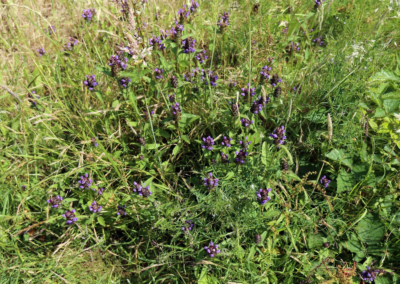 How to Care for Self-Heal