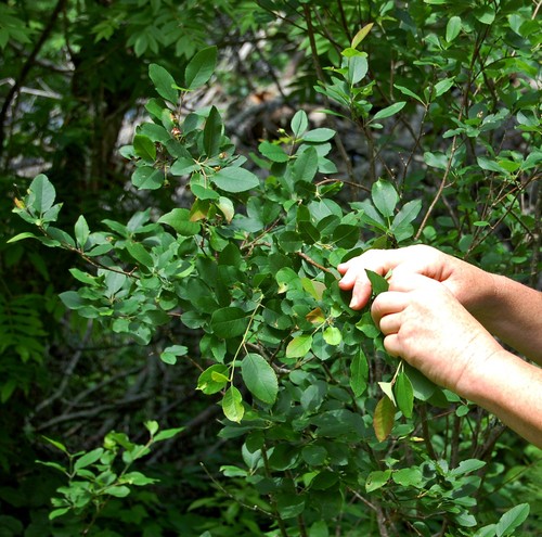Serviceberry