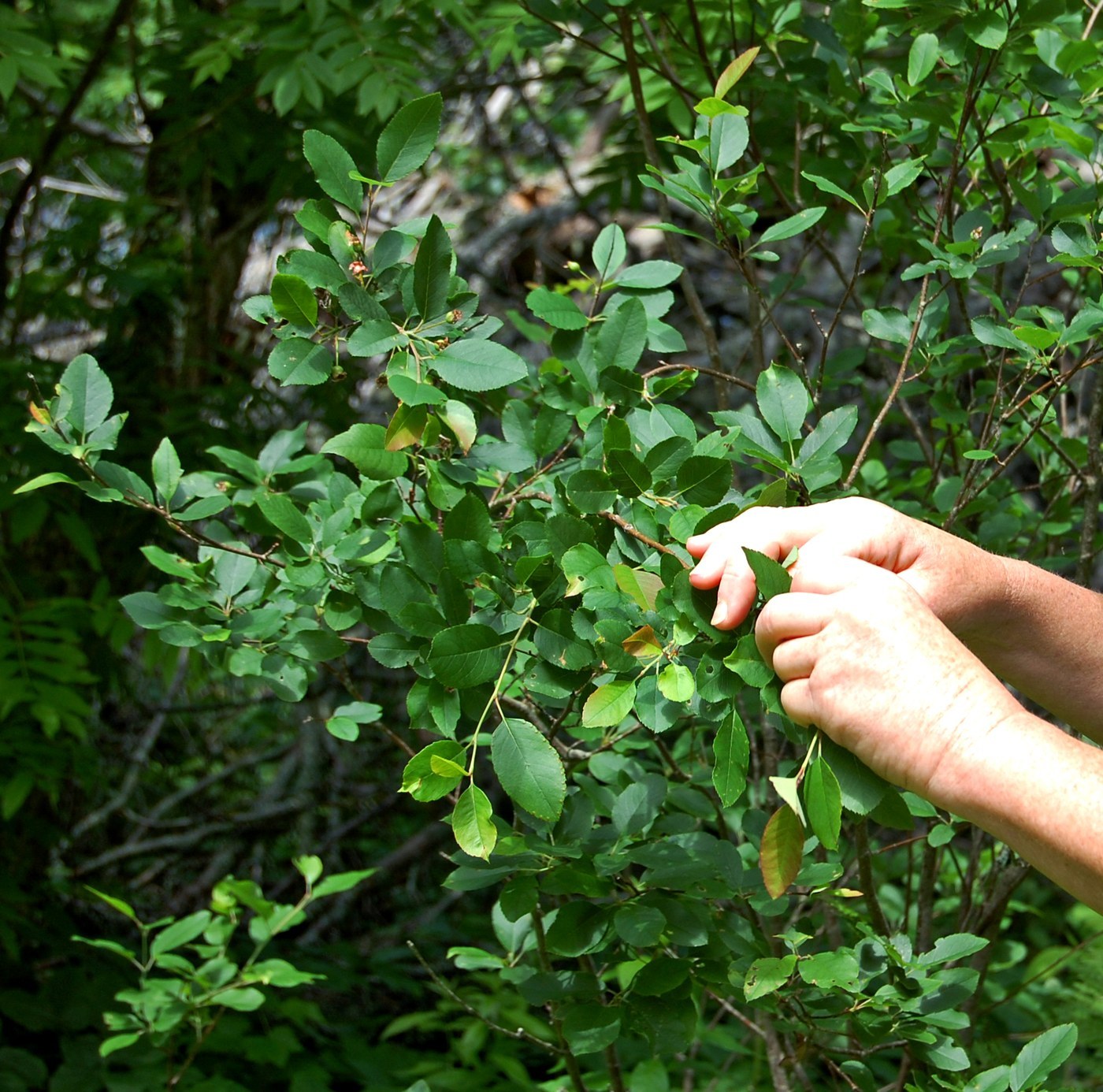 How to Care for Serviceberry