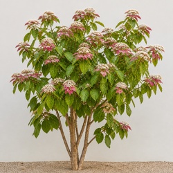 Seven-Son Flower Identification Guide