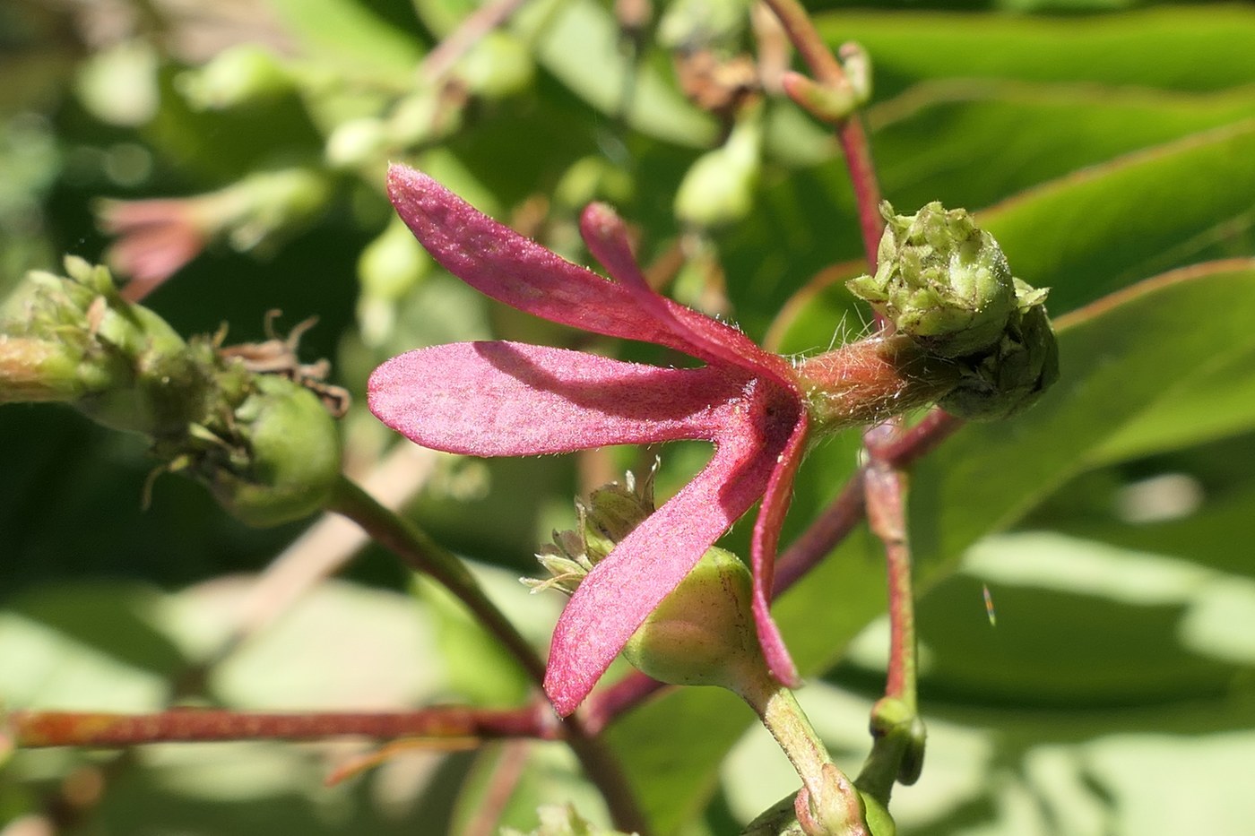 How to Care for Seven-Son Flower