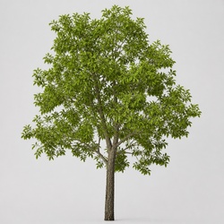 Shagbark Hickory Identification Guide