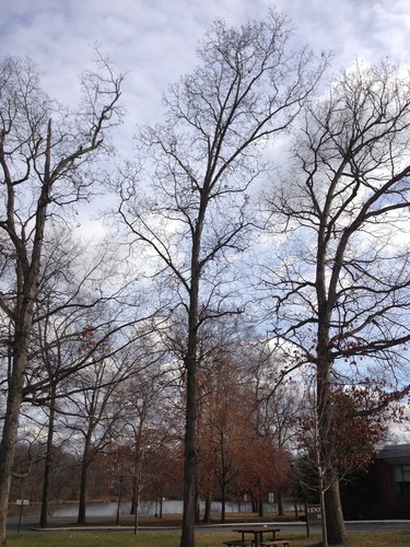 Shagbark Hickory