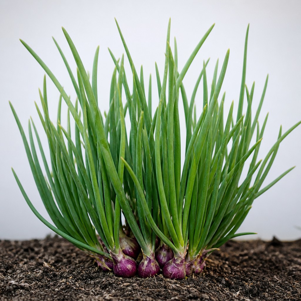 Shallot