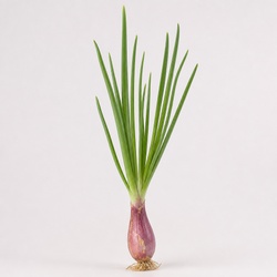 Shallot Identification Guide