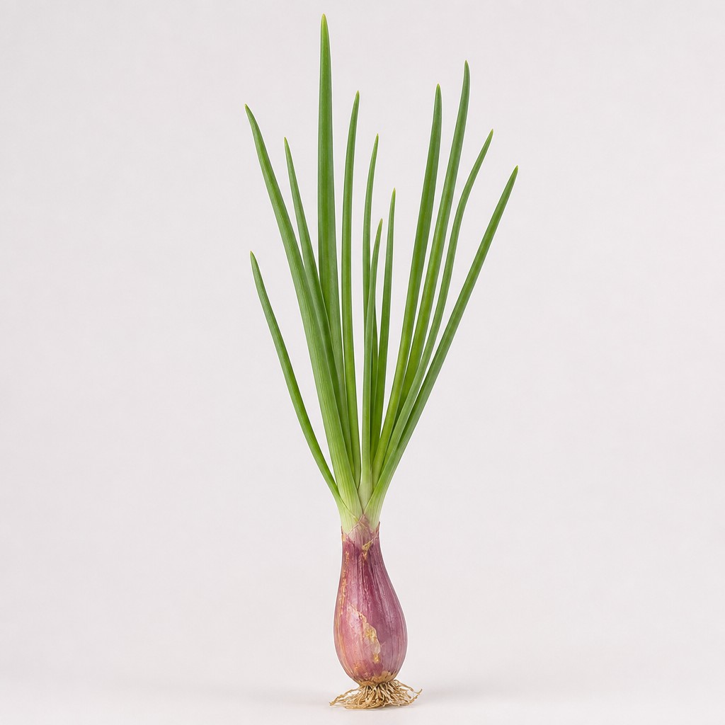 Shallot