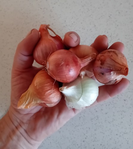 Shallot