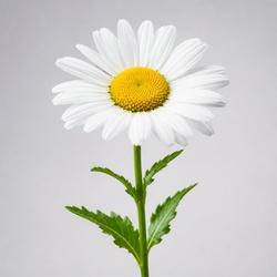 Shasta Daisy Identification Guide
