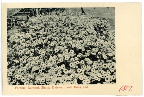 Shasta Daisy