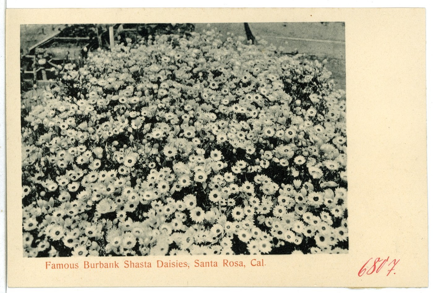 How to Care for Shasta Daisy