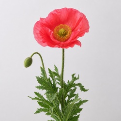 Shirley Poppy Identification Guide