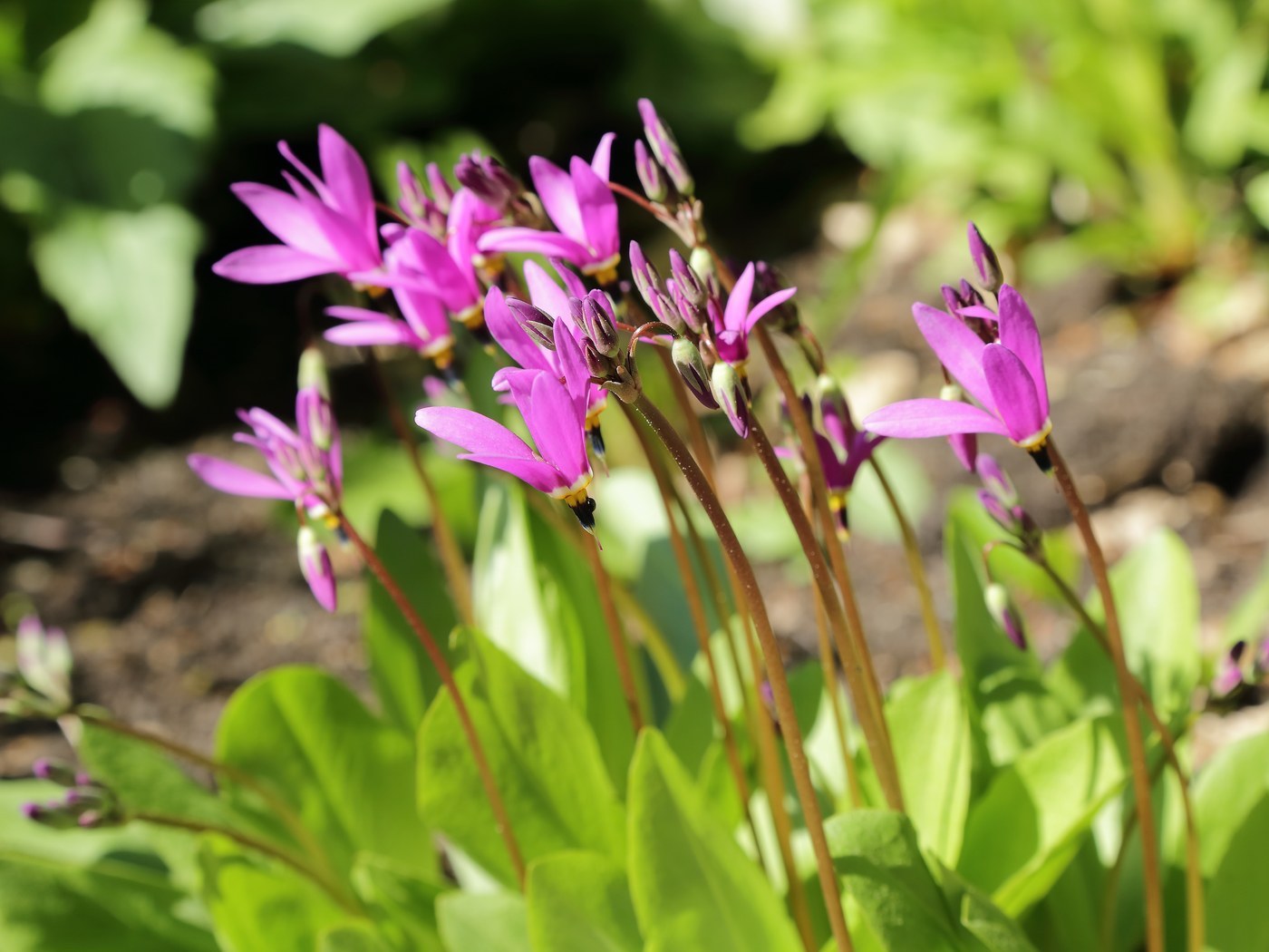 How to Care for Shooting Star