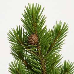 Shore Pine