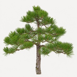 Shore Pine Identification Guide