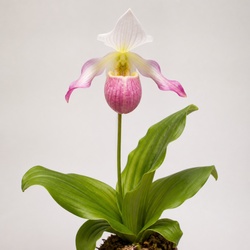 Showy Lady's Slipper Identification Guide
