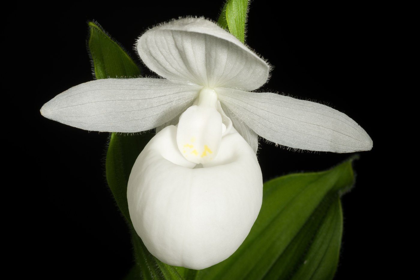 How to Care for Showy Lady's Slipper