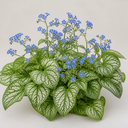 Siberian Bugloss