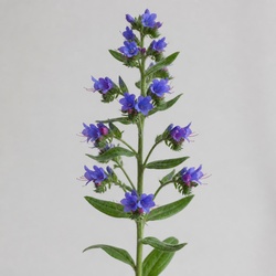 Siberian Bugloss Identification Guide