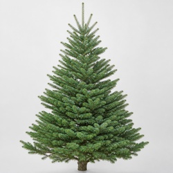 Siberian Fir Identification Guide