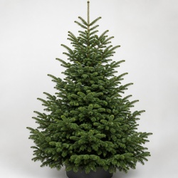 Siberian Fir