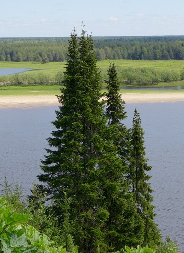 Siberian Fir