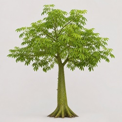 Silk Floss Tree Identification Guide