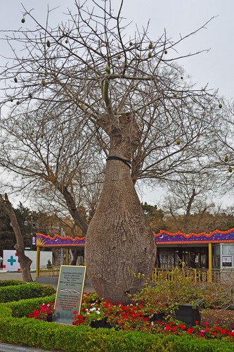 Silk Floss Tree