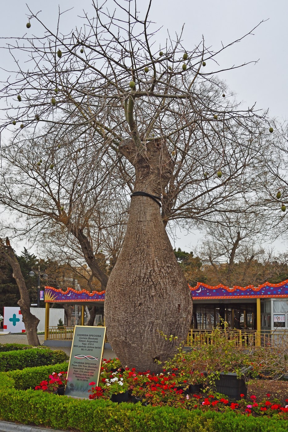 How to Care for Silk Floss Tree