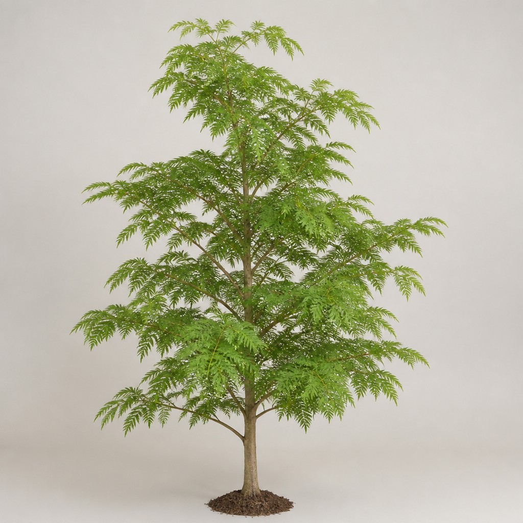 Silk Oak