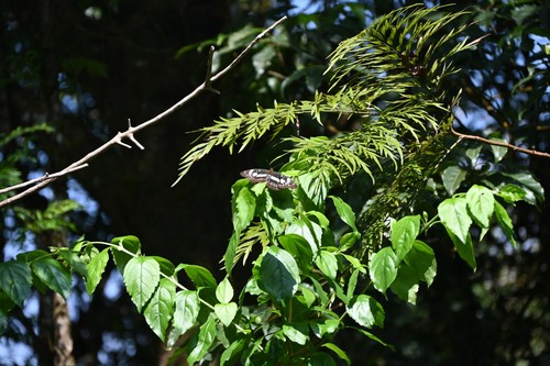 Silk Oak