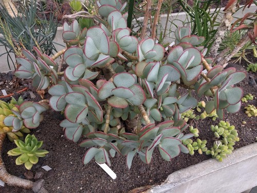 Silver Dollar Plant